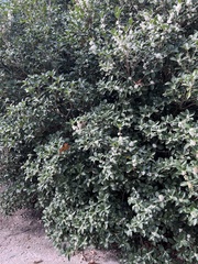 Osmanthus fragrans