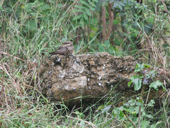 Caprimulgus asiaticus