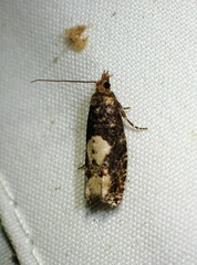 Epinotia trigonella