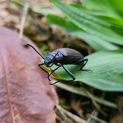 Strongylium haemorrhoidale