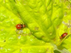 Poecilocapsus lineatus