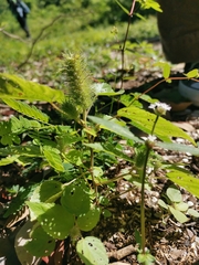 Acalypha