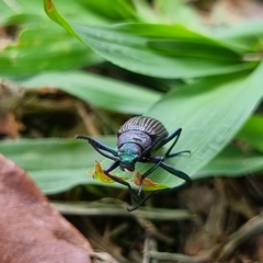 Strongylium haemorrhoidale