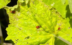 Poecilocapsus lineatus