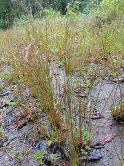 Agrostis scabra