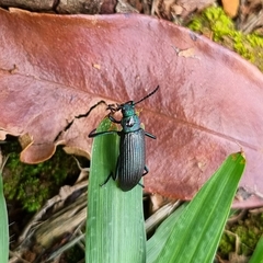 Strongylium haemorrhoidale