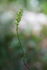 Tofieldia calyculata