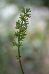 Tofieldia calyculata