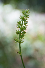 Tofieldia calyculata