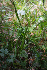 Tofieldia calyculata