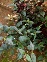 Alternanthera brasiliana