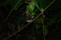 Pellorneum rostratum