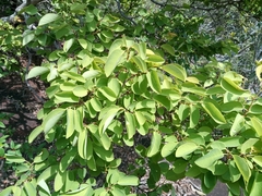Pseudolachnostylis maprouneifolia