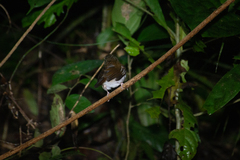 Pellorneum rostratum