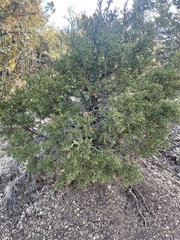 Juniperus monosperma
