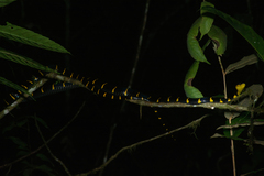 Boiga melanota