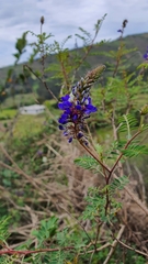 Dalea coerulea