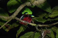 Cymbirhynchus macrorhynchos