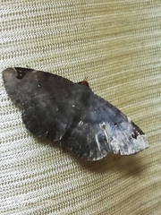 Mecodina