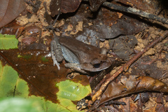 Leptobrachium hendricksoni