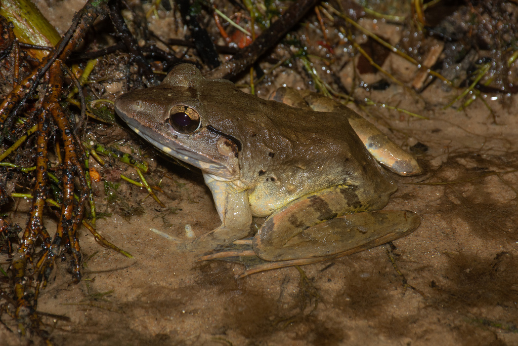 Blyth's Frog