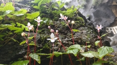 Begonia crenata