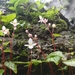Begonia crenata - Photo (c) swanand kesari,  זכויות יוצרים חלקיות (CC BY-NC), הועלה על ידי swanand kesari