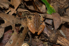 Limnonectes deinodon