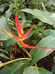 Heliconia latispatha