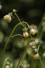 Cirsium erisithales