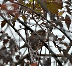 Thryothorus ludovicianus