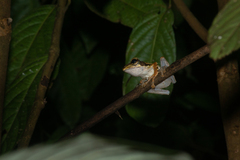 Polypedates macrotis