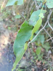 Metopium brownei