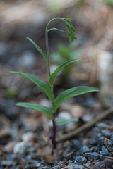Epipactis atrorubens