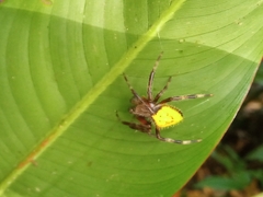 Eriophora nephiloides