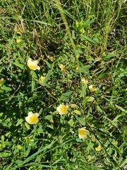 Sida rhombifolia