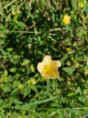 Sida rhombifolia
