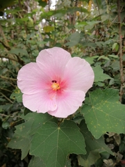 Hibiscus mutabilis