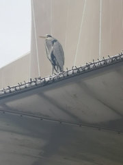 Ardea cinerea