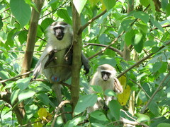 Chlorocebus pygerythrus