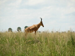 Alcelaphus buselaphus lelwel