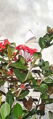 Leptophobia aripa