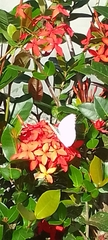 Leptophobia aripa