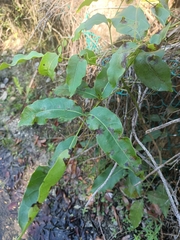 Metopium brownei