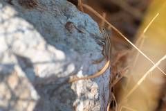 Ophisops elegans macrodactylus