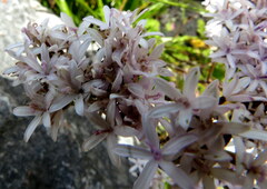 Corymbium villosum