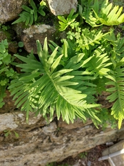 Polypodium cambricum