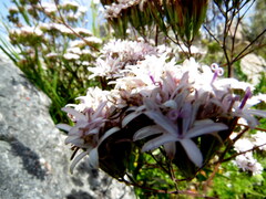 Corymbium villosum