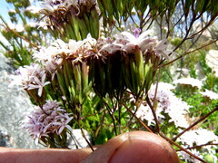 Corymbium villosum