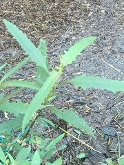 Azadirachta indica